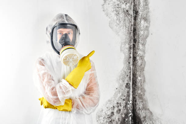 Best Black Mold Removal  in Oak Ridge, FL